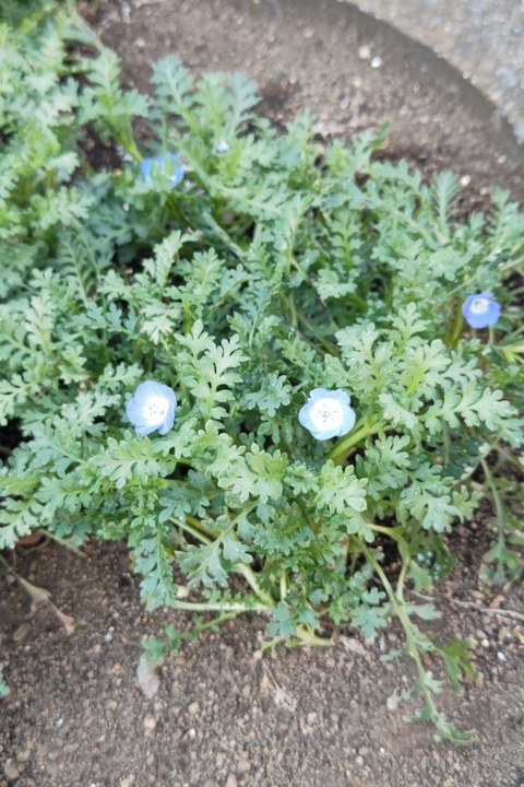 0304　ネモフィラ