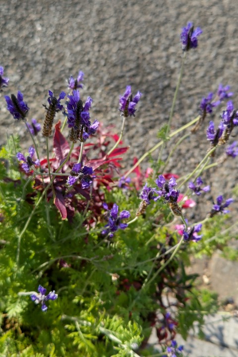 0125　ラベンダー