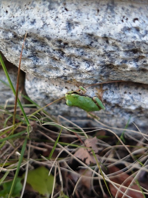 0427　カエル