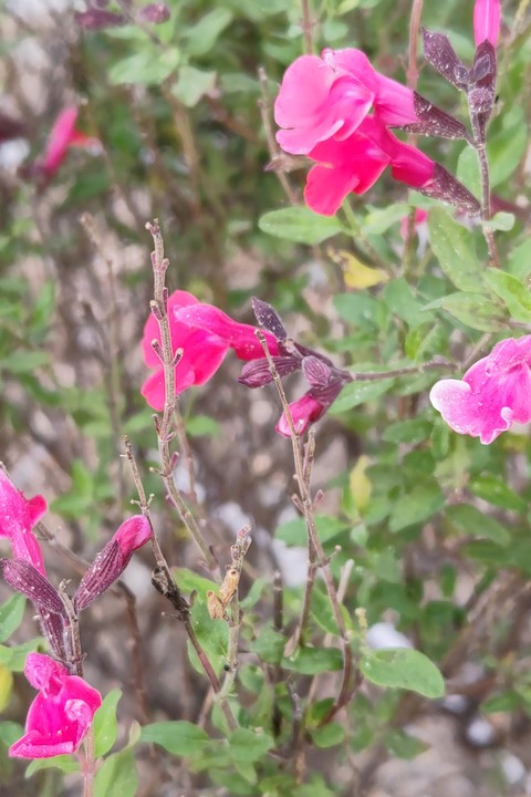 1108　チェリーセージ