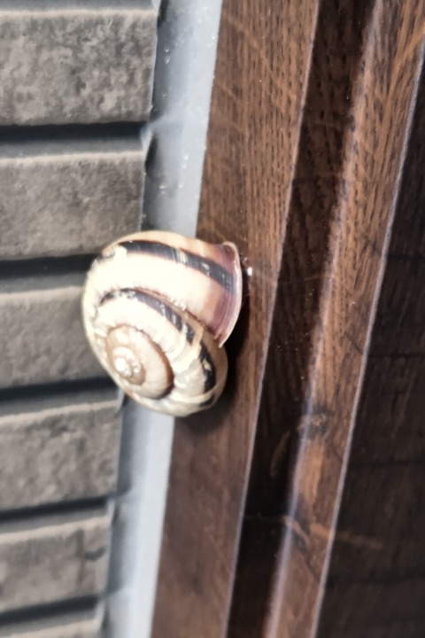 0926　カタツムリ