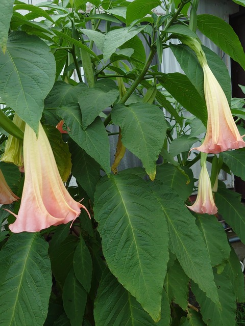 0729　トランペット