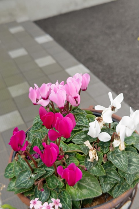 1118 シクラメン