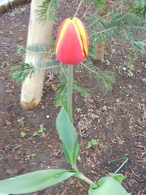 0125 チューリップ