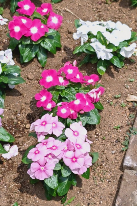 0626 ニチニチソウ