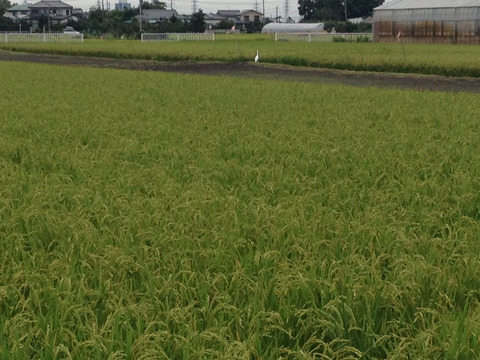 0831鷺①