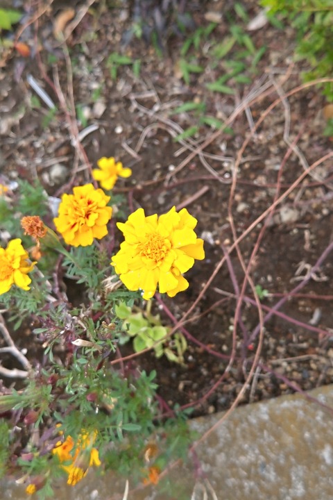 1125　マリーゴールド