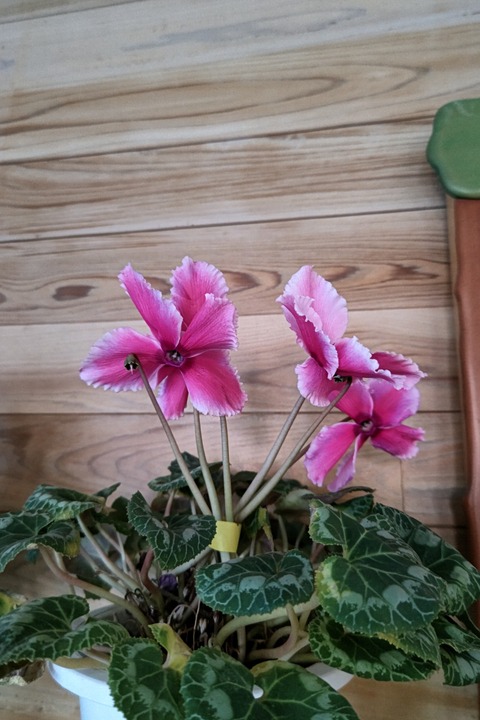 0221　シクラメン