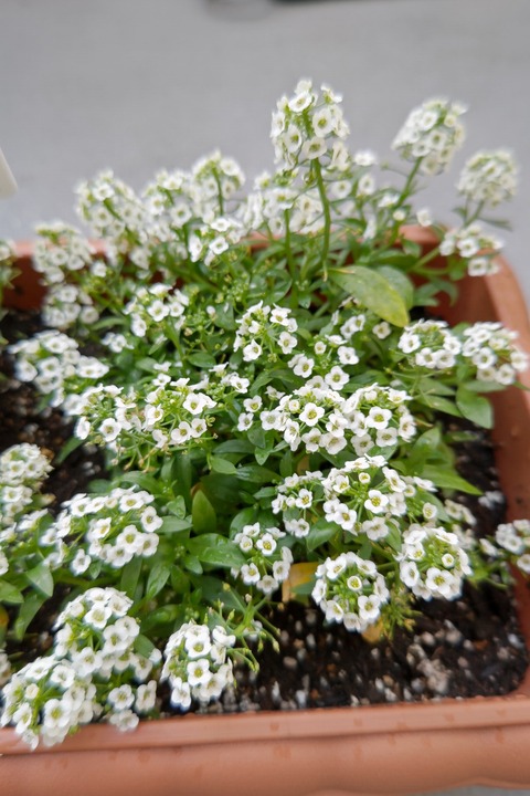 1225　アリッサム