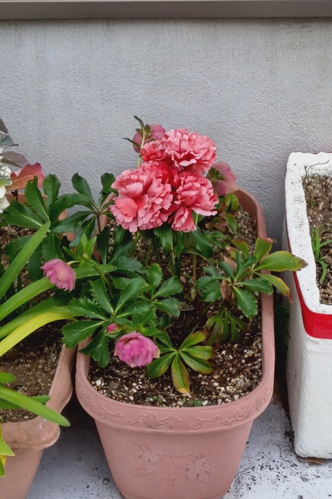 0328 カーネーション