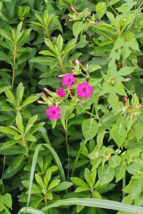 0831 オシロイバナ