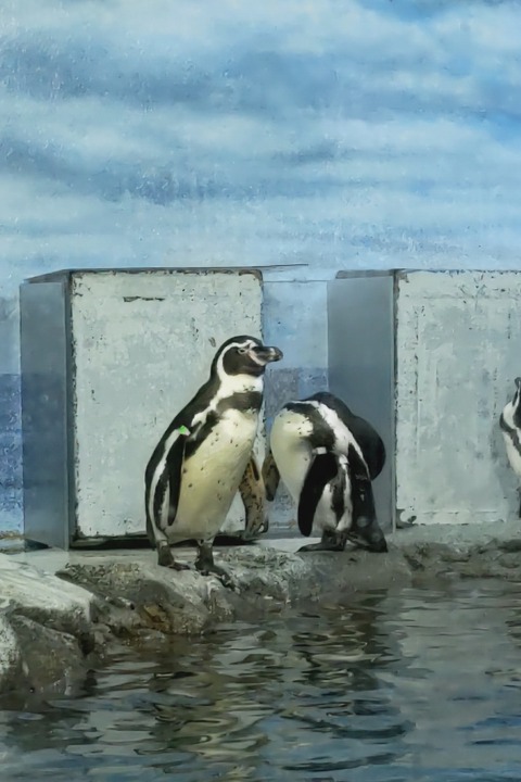 0224　ペンギン