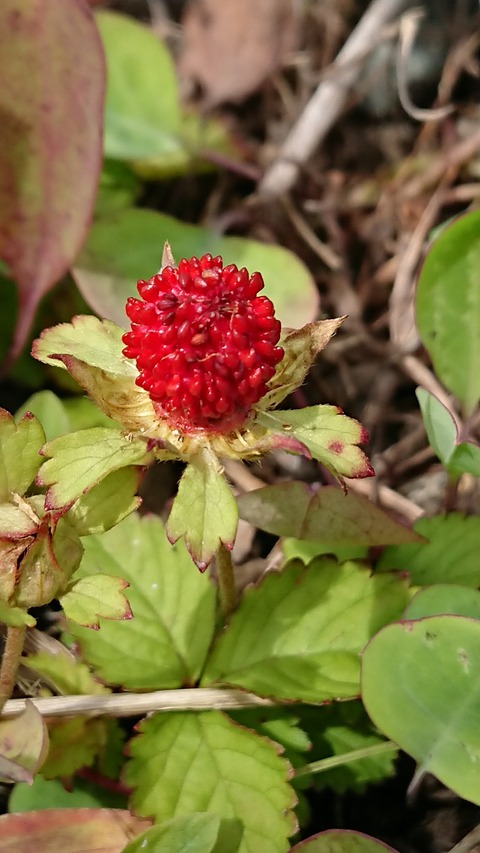 0725　ヘビイチゴ