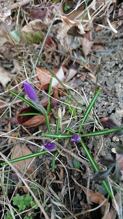 0226　クロッツカス