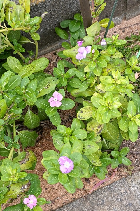 1107 ニチニチソウ