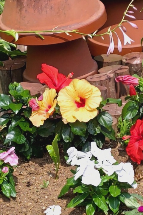 07281 ハイビスカス