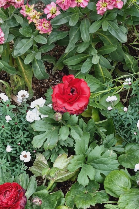 0224　ガーデンローズ