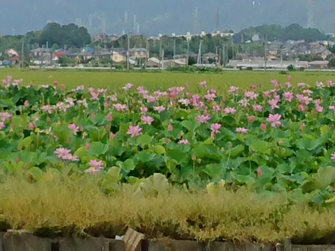 0827 ハスの花