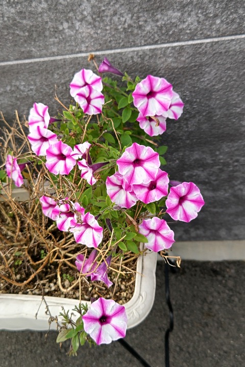 1119 ペチュニア