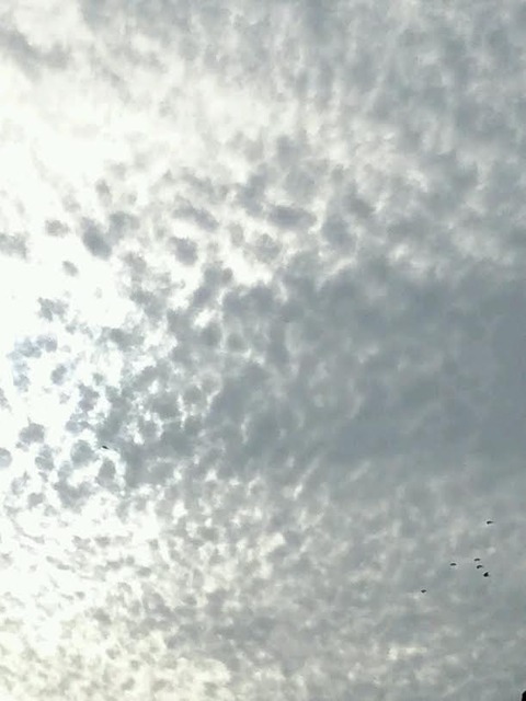 1226 うろこ雲