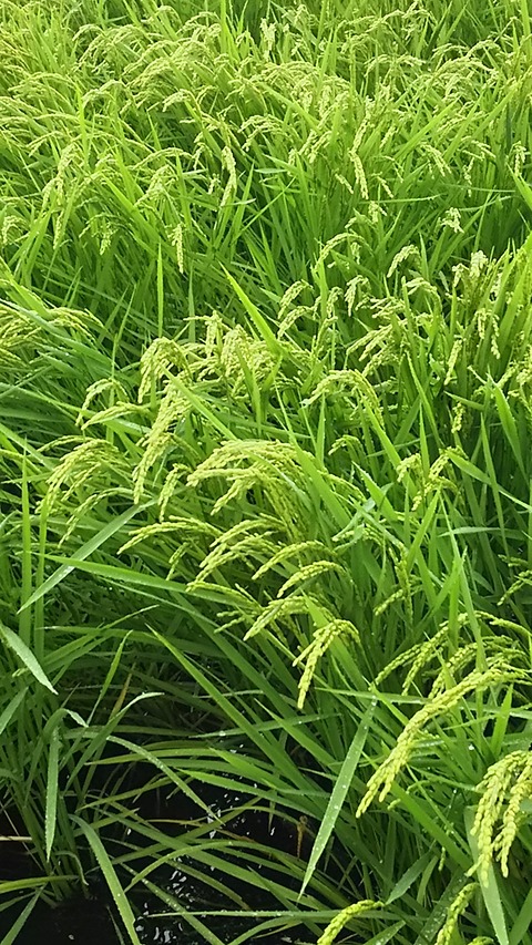 0829　稲穂