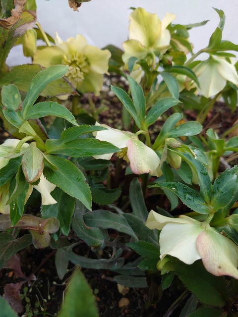 0221　クリスマスローズ