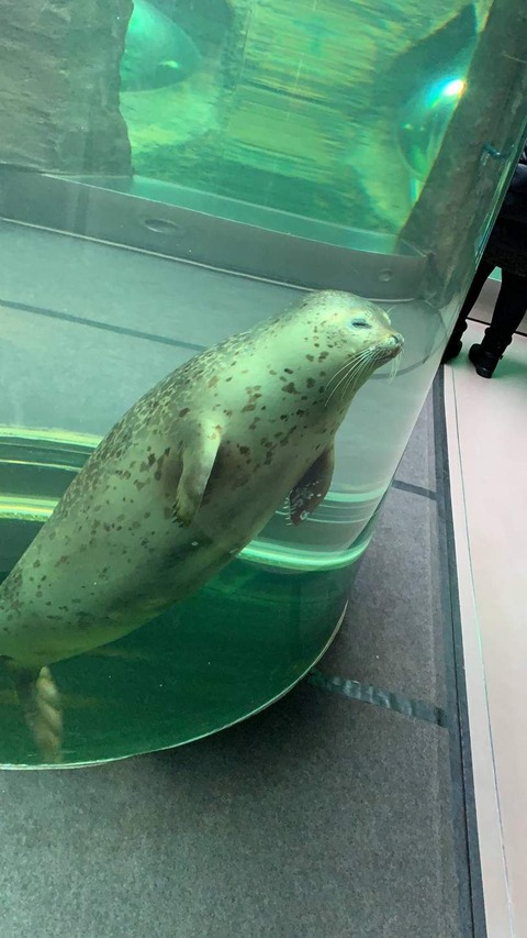 1130 アザラシ