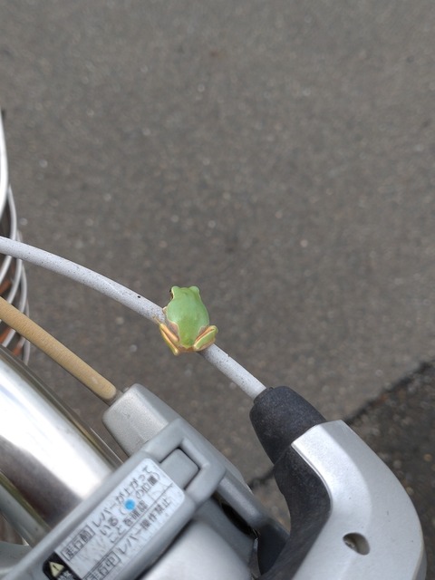 0831 カエル