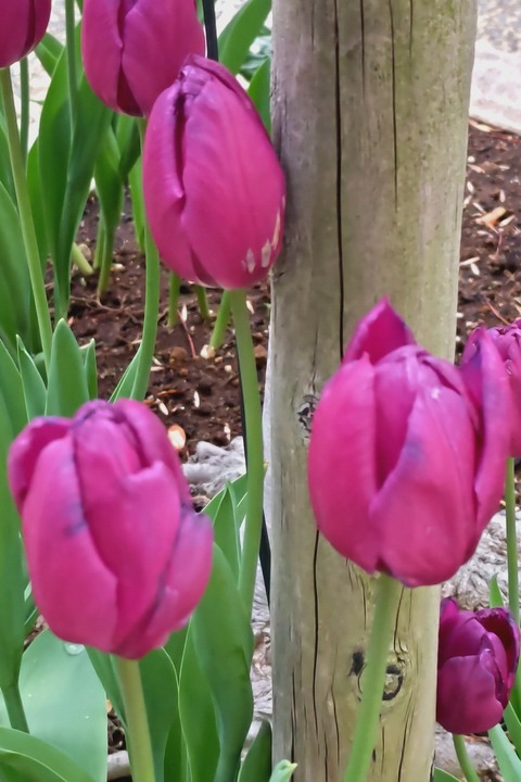 0122　チューリップ