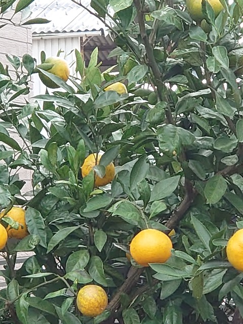 1028　みかん