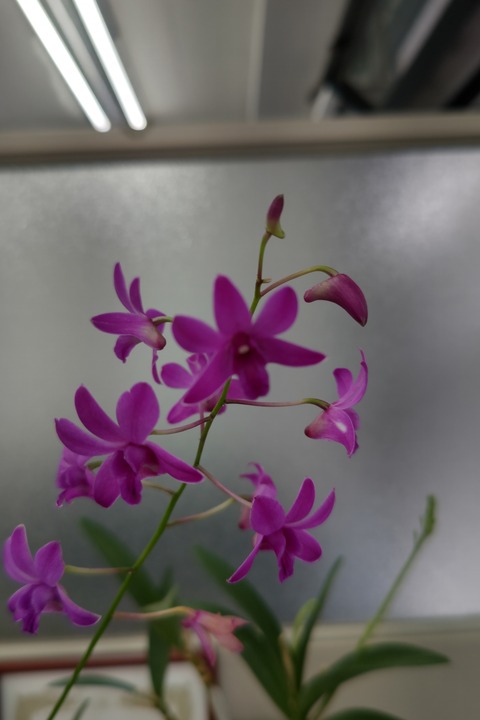 0128 デンドロビウム