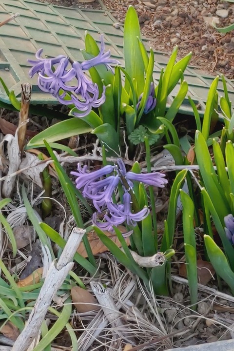 0227　ヒヤシンス