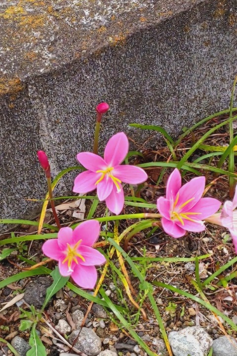 0525　サフランモドキ