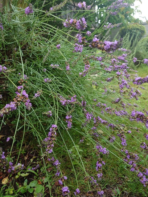 0625　ラベンダー