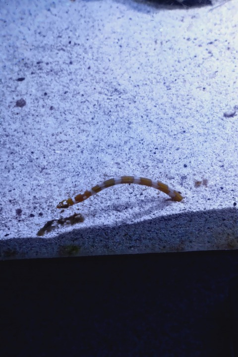 1202　ニシキアナゴ