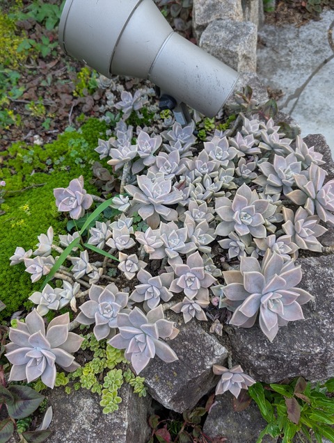 0911　多肉植物