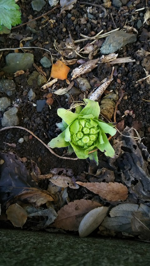 0226　ふきのとう