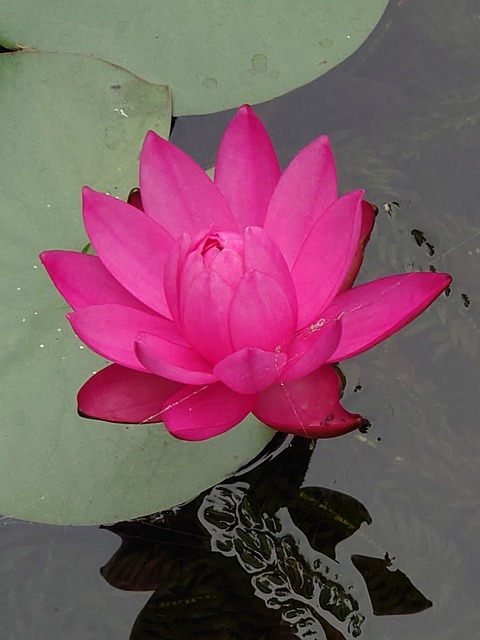 0925　スイレンの花