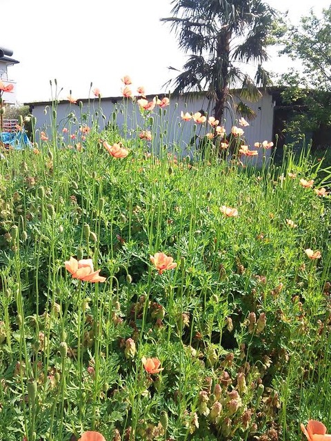 0425　ナガミヒナゲシ