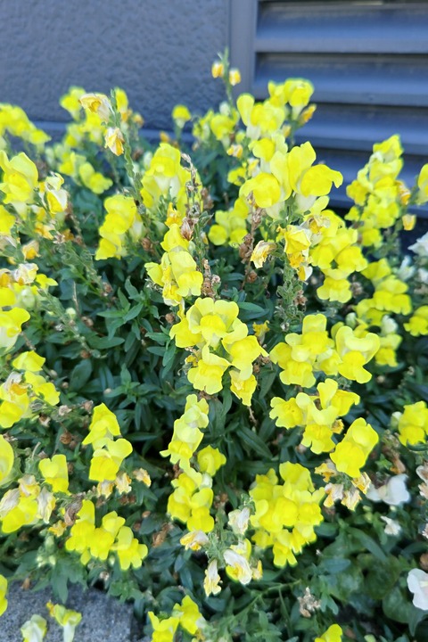 0723　キンギョソウ