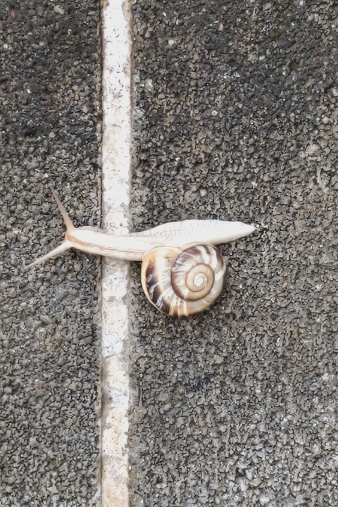 0529　カタツムリ