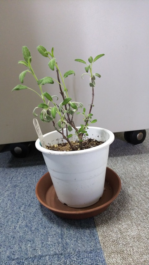 0223　コモンセージ