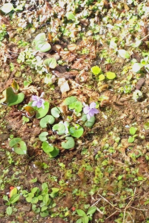 0328　タチツボスミレ