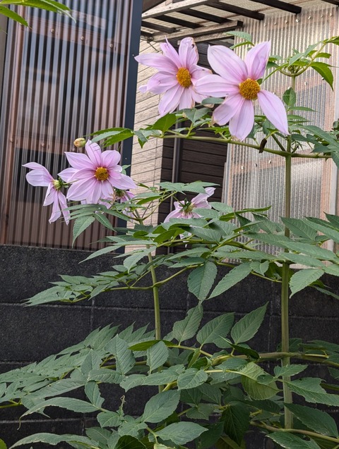 1126　皇帝ダリア