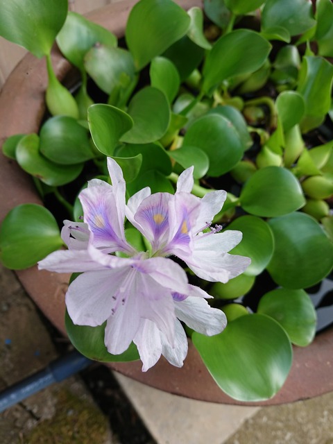 0903　ホテイアオイ