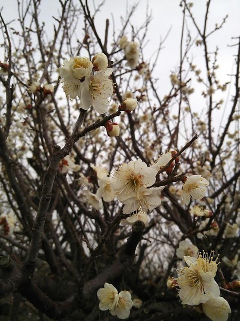 0227 梅の花