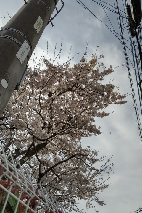 0331 桜