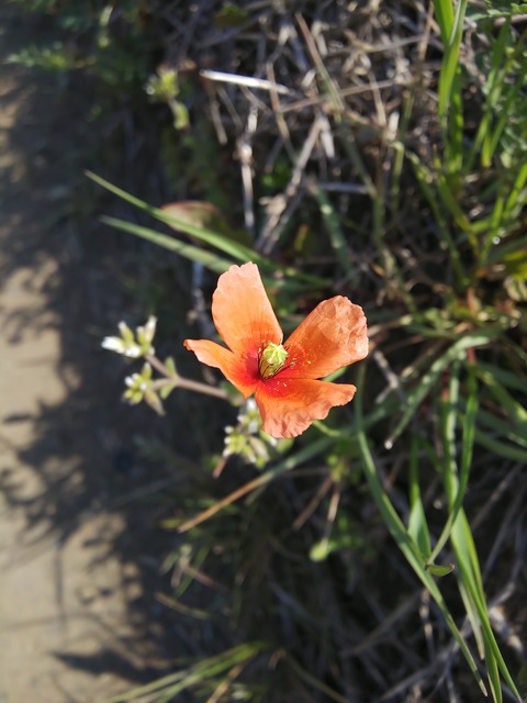 0326　ナガミヒナゲシ