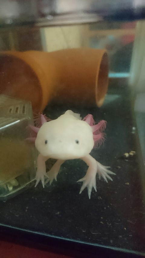 0126 ウーパールーパー