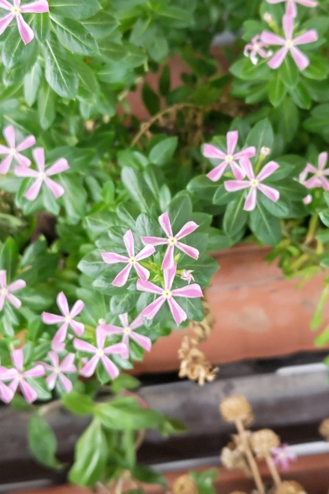 1009 ニチニチソウ